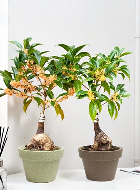 室内植物花卉四季丹桂花树苗盆栽