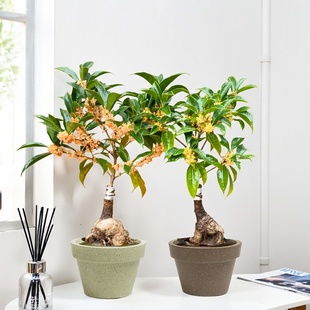 室内植物花卉四季丹桂花树苗盆栽室内家里金桂花树客厅植物阳台