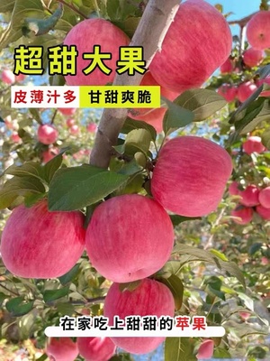 苹果树苗嫁接冰糖心红富士盆栽地栽南方北方四季种植当年结果树苗