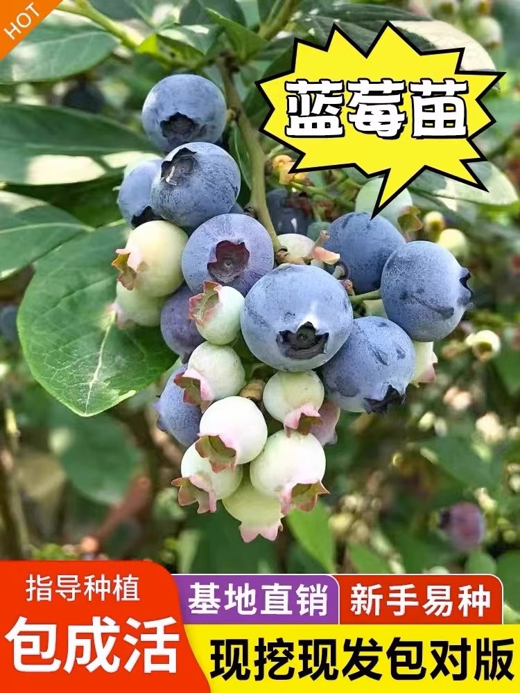 特大奥尼尔蓝莓果树苗盆地栽带果发货南北方阳台种植庭院抗寒蓝莓