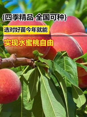 桃树树苗新品种血桃树苗嫁接黄桃树苗冬桃苗南北方种植当年结果苗