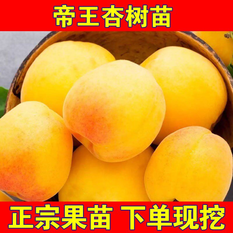 特大耐寒耐旱帝王杏树苗嫁接苗盆栽地栽南方北方种植试种当年结果