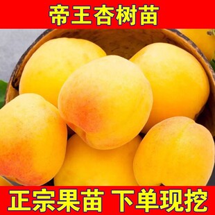 特大耐寒耐旱帝王杏树苗嫁接苗盆栽地栽南方北方种植试种当年结果