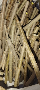 板栗接穗板栗嫁接枝条板栗树码子现剪现发新鲜枝条接穗珍珠板栗