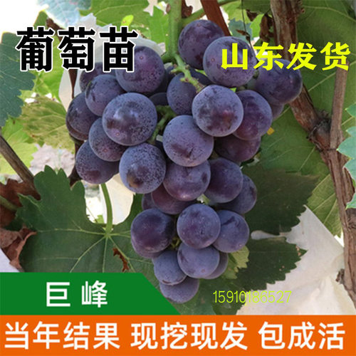 巨峰葡萄苗阳台盆栽庭院地栽爬藤