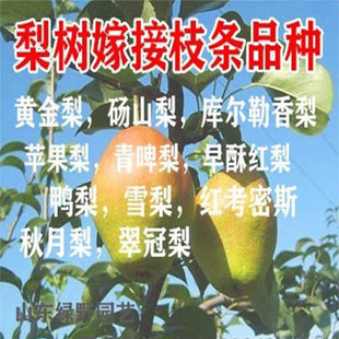 梨树嫁接枝条果树苗嫁接接穗秋月梨翠冠梨玉露香梨码子枝条接穗芽