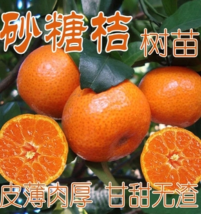 砂糖桔树苗嫁接四会沙糖橘果树苗盆栽地栽南北方带泥无籽沙糖桔苗