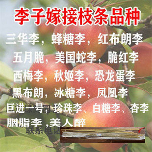 李子接穗 西梅接穗 西梅码子 李子码子 新鲜接穗现剪枝条嫁接枝条