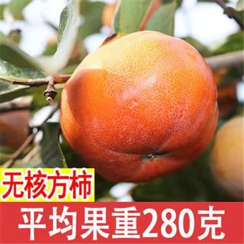 无核方柿子树嫁接果树苗南北方种