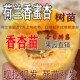 荷兰香蜜杏树苗杏子树苗香庭院南方北方特大甜新品 种杏树嫁接苗