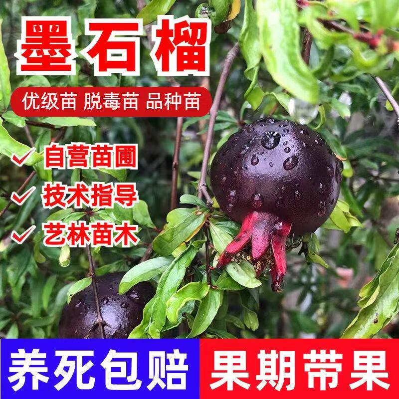 紫玉石榴树苗 墨石榴树苗 果树苗盆栽地栽苗庭院种植树苗当年结果