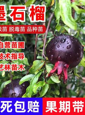 紫玉墨石榴树苗当年结果盆栽地栽