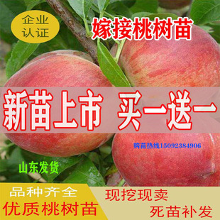 桃树苗嫁接水蜜桃冬桃黄桃盆栽地栽果树南方北方特大映霜红甜桃苗