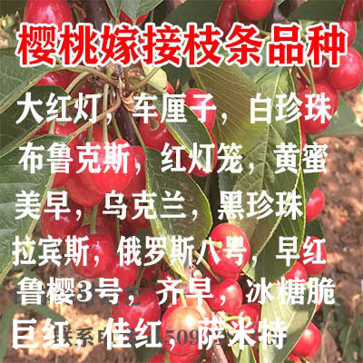 大樱桃嫁接枝条车厘子接穗新品种沙王黄蜜布鲁克斯齐早大樱桃码子