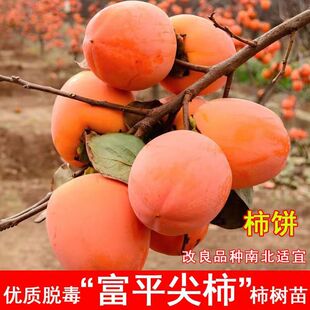嫁接富平尖柿树苗柿饼吊柿专用甜柿子苗南方北方盆栽地栽当年结果