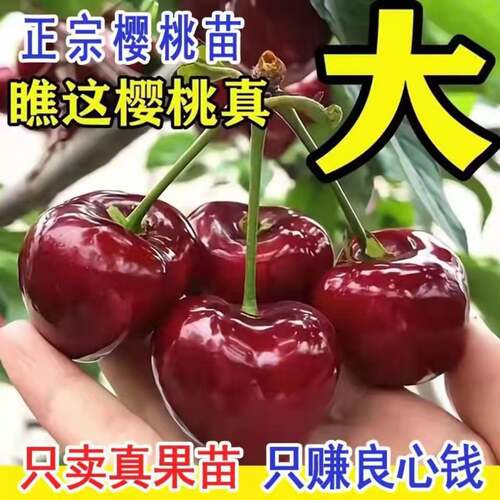 车厘子大樱桃嫁接耐寒当年结果