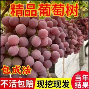 葡萄树苖蓝宝石葡萄大苗爬藤阳光玫瑰北南方种植阳台果树当年结果