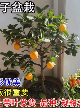 桔子苗盆栽橘子树苗砂糖橘盆栽苗金桔大果甜南北方种植室内外阳台