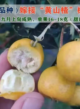 黄金豆多年生黄色品种嫁接苗