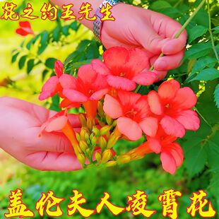 凌霄花苗盆栽爬藤植物攀爬树桩藤本炮仗庭院阳台盖伦夫人耐寒花卉