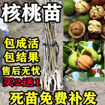 核桃苗薄皮多年生嫁接核桃苗
