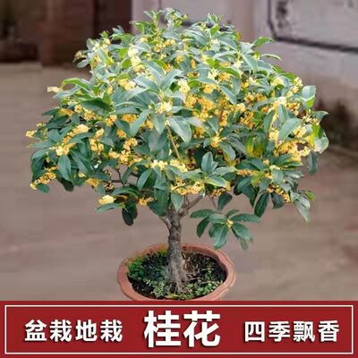 桂花八月客厅开花浓香南北方嫁接