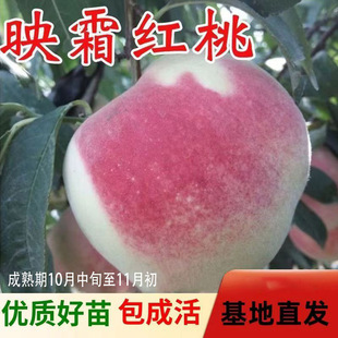 冬桃树晚熟桃苗苗映霜红桃树苗冬桃桃国庆桃冬雪王桃新品种果树苗