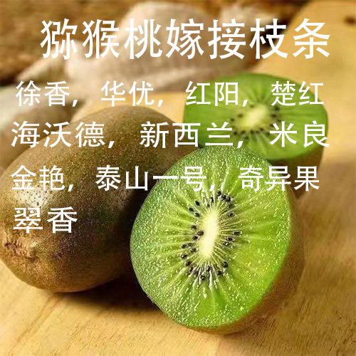 猕猴桃嫁接枝条果树嫁接接穗现剪现发品种奇异果扦插码子猕猴桃枝