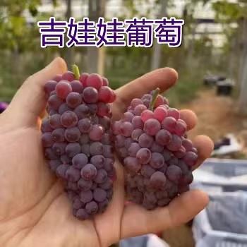 葡萄树苗南方北方种植果苗