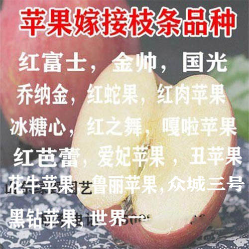 新品种苹果接穗响富苹果码子