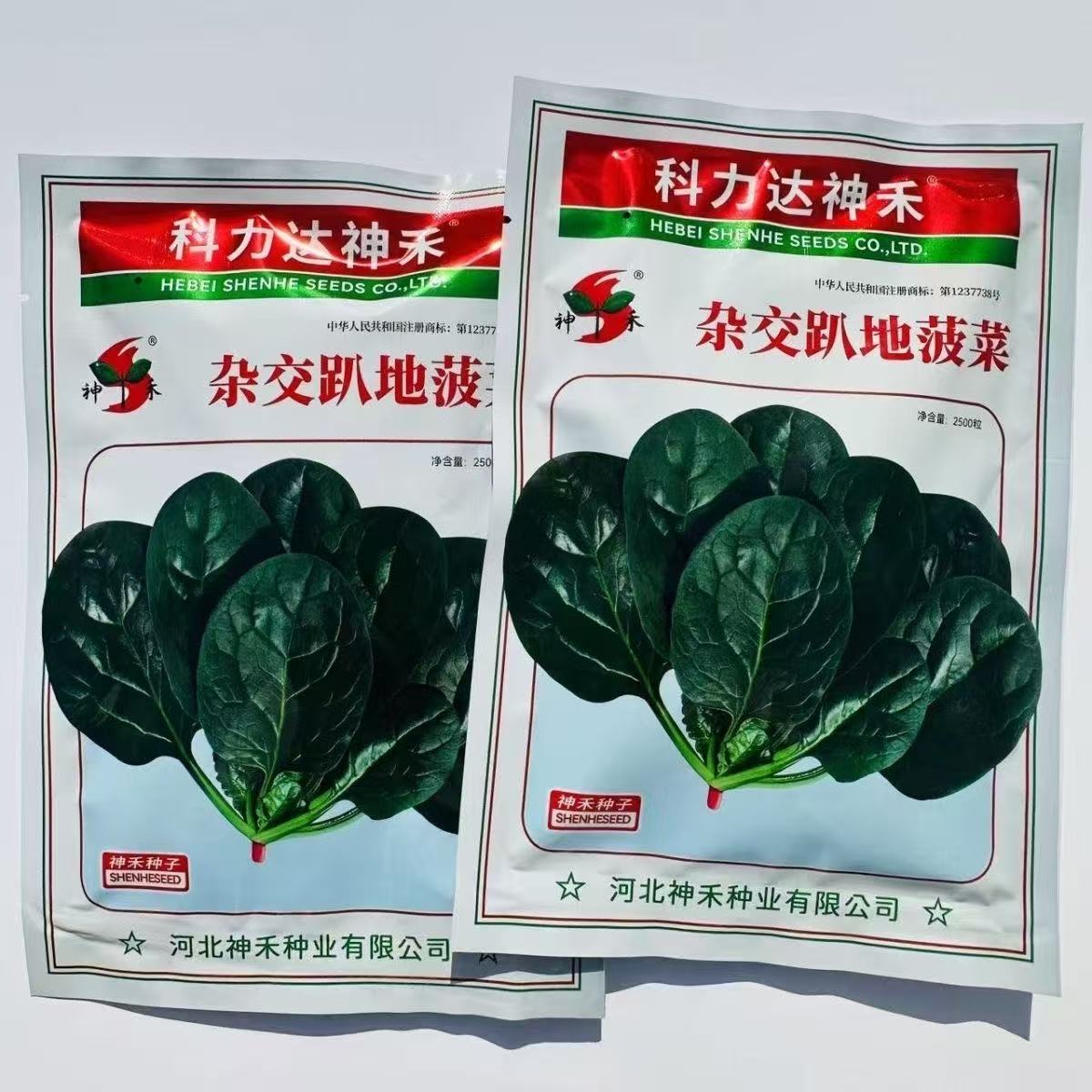 正宗优质蔬菜种子杂交一代高产
