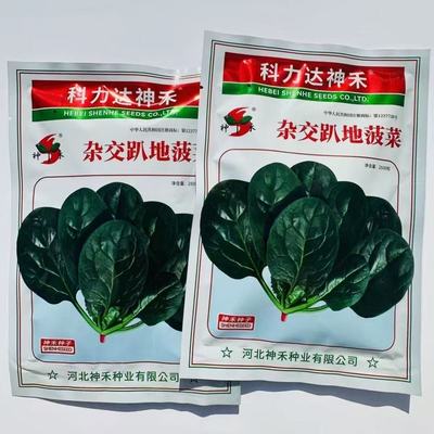 正宗优质蔬菜种子杂交一代高产
