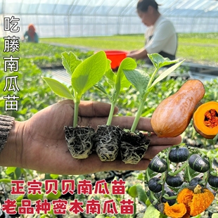 正宗贝贝南瓜苗蜜本南瓜苗一串铃南瓜苗秧长吊瓜苗阳台露地种植