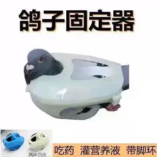 固定架鸽子喂药打针固定架灌营养液带足环辅助支架赛鸽信鸽用品