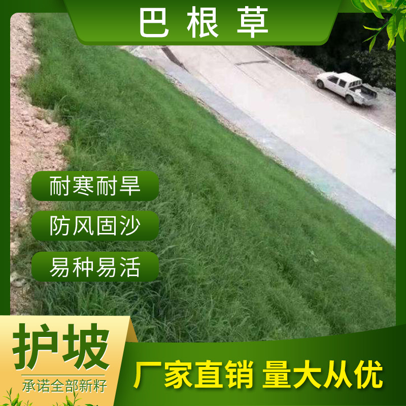 巴根草牛筋草种子铁线草种子爬地草绊根草工程护坡固土草籽