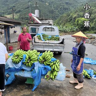 云南香蕉小香蕉软香甜无用药山地蕉无催熟剂自然成熟整箱9斤包邮