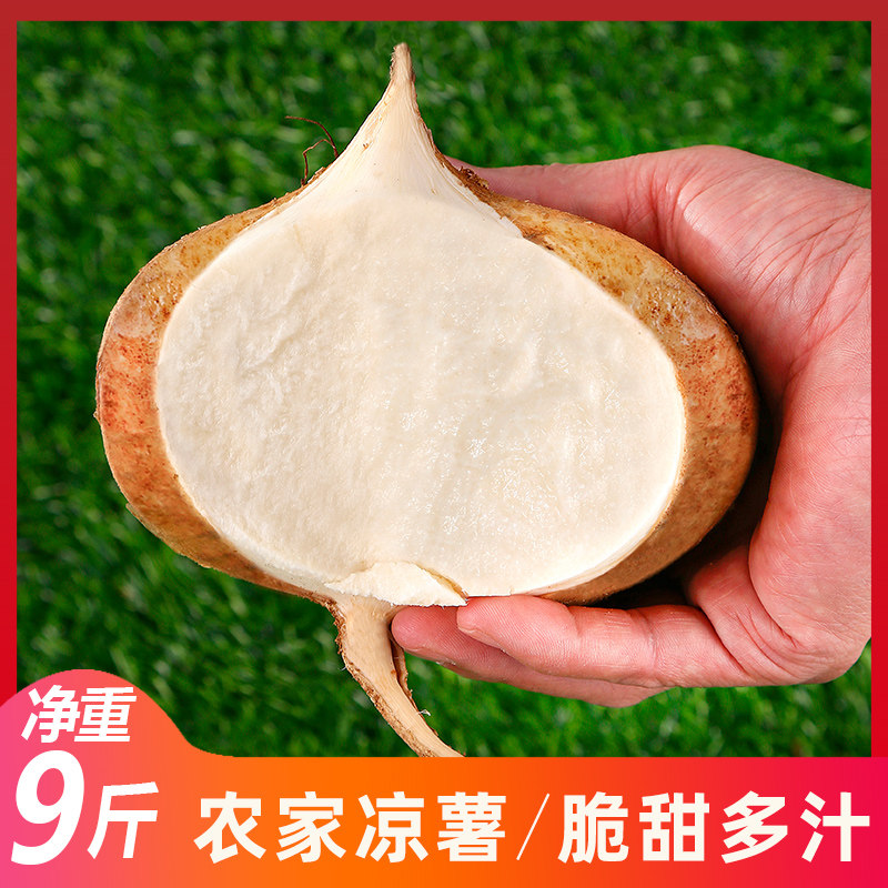 新鲜凉薯10斤现挖白地瓜水果当季地萝卜红豆署土瓜番薯沙葛|msdalam kategori daging perikanan/Buah-buahan segar dan sayur-sayuran/dimasak, sayur-sayuran segar/Vegetable Products, sayur-sayuran segar, ubi keledek - dari Buy2taobao.com untuk memberikan perkhidmatan ejen Taobao profesional membeli