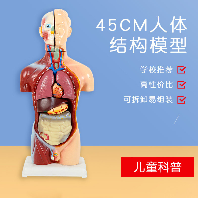 儿童版丨人体可拆卸医学解剖模型身体内脏器官身体骨骼架结构玩具