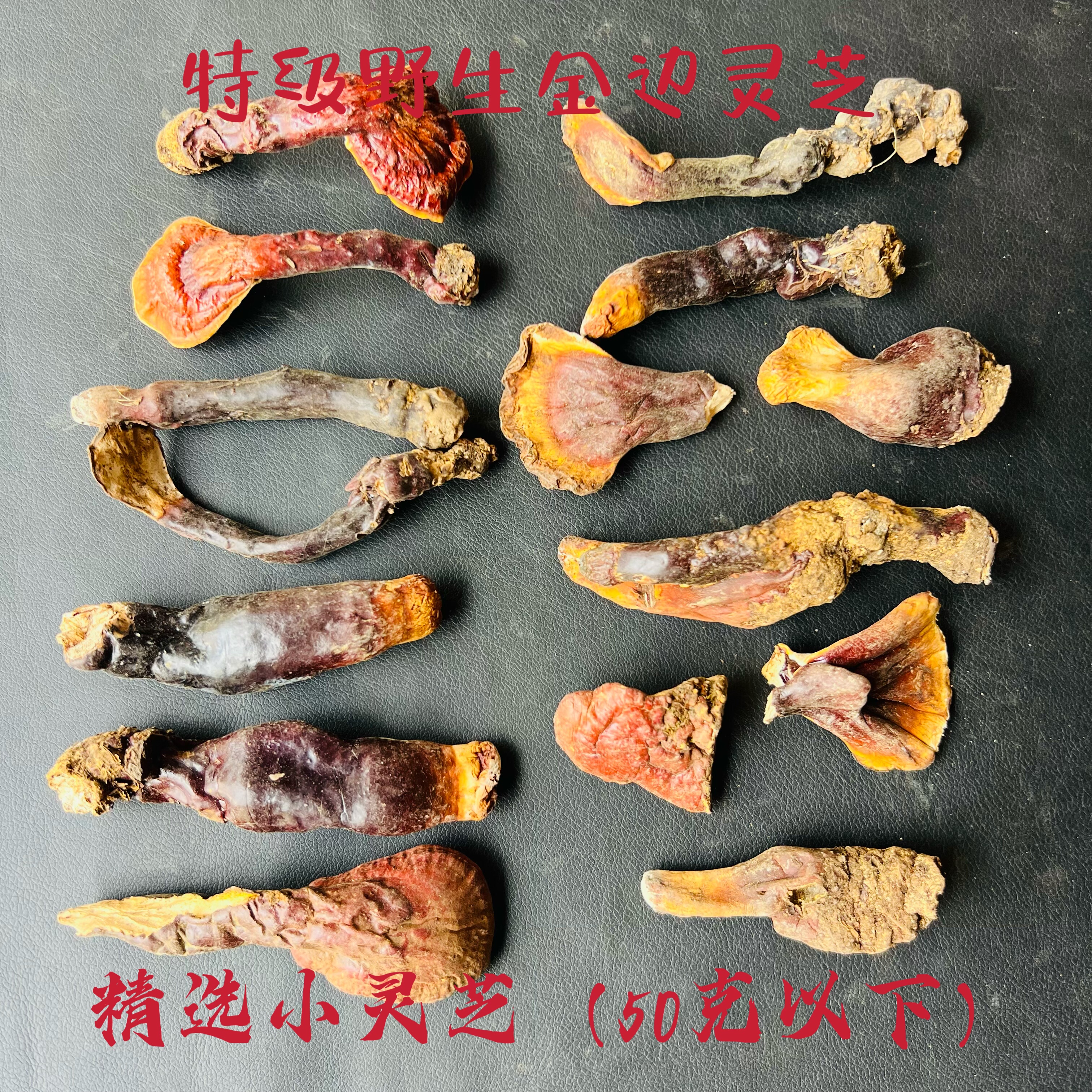 西藏3300米野生金边灵芝/白心白肉灵芝/赤灵芝菌香味道浓煮水不苦