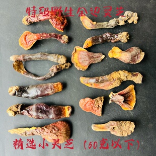 西藏3300米野生金边灵芝/白心白肉灵芝/赤灵芝菌香味道浓煮水不苦