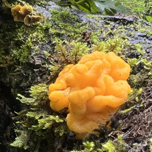 西藏林芝海拔3200m 雪域高原新鲜黄金耳 满满的胶原蛋白 顺丰直发