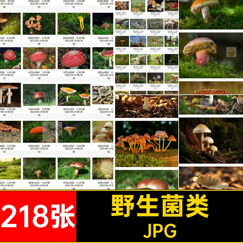 218张蘑菇设计食用菌香菇野生JPG喷绘打印高清菌类摄影图片素材