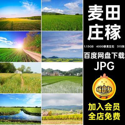 农场丰收庄稼照高清土地肥沃麦田耕田JPG稻素材315张乡村风光图片
