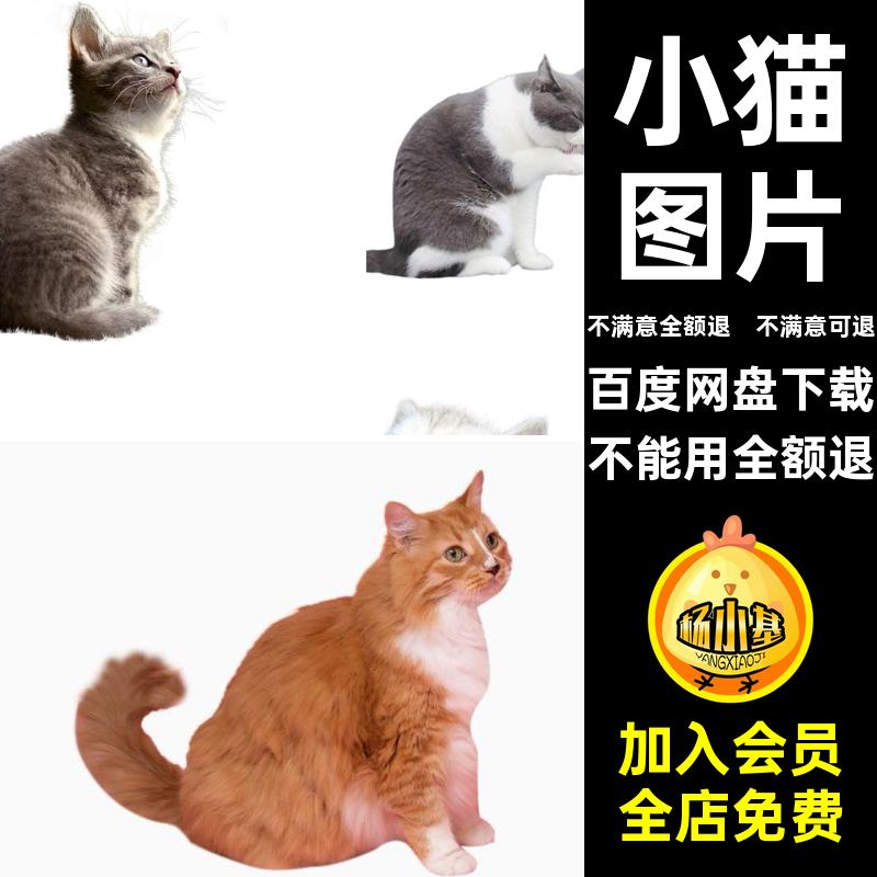 小猫图片猫咪背景图片花猫扣可爱免奶宠物PNG猫咪图片素材透明