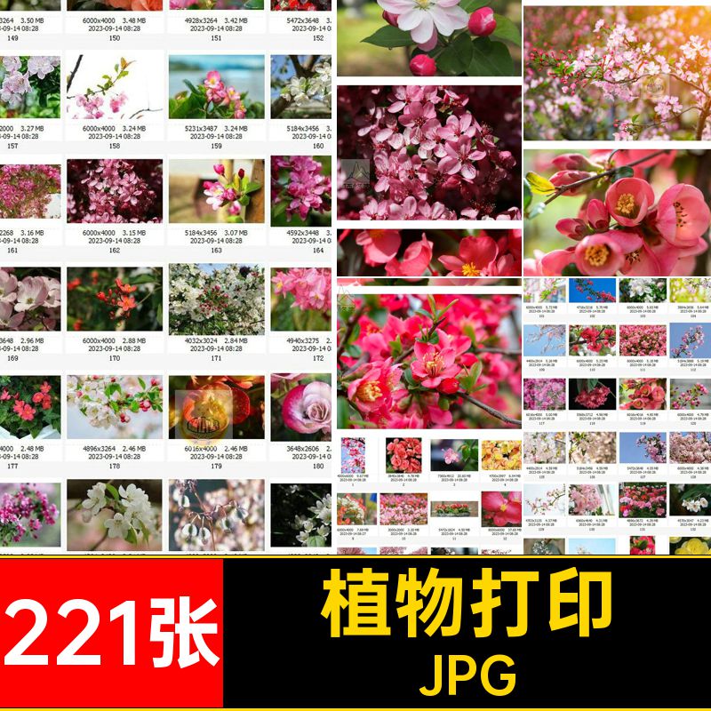 植物花簇花卉素材设计海棠花喷绘打印221张合成花朵JPG高清合成