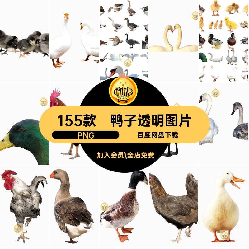 鸭子透明图片白天子水155款素材鸭大天鹅家禽抠公鸡免抠白鹅鸡鸭