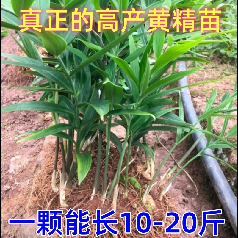 多花姜型不倒苗黄精种苗老虎姜苗种植鸡头滇黄精苗基地