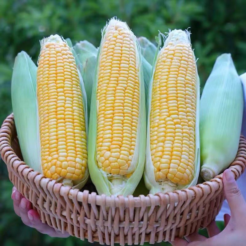 广西新鲜现摘水果玉米整箱10斤生吃甜玉米棒子爆浆甜糯苞谷米2斤,工业油品/胶粘/化学/实验室用品,实验室漏斗,淘宝优惠券,粉丝福利购,淘宝优惠卷