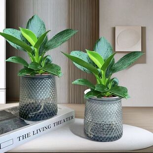 【买一送一】大叶金钻盆栽室内绿植办公室客厅四季水培土培yh