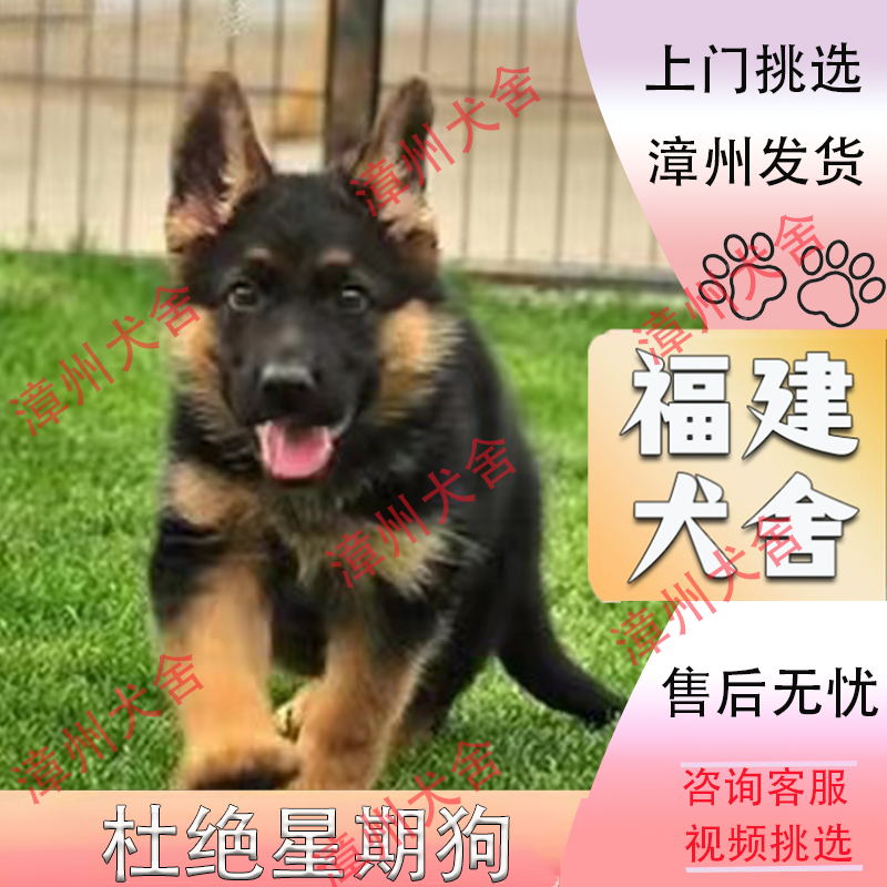【福建犬舍】纯种德牧幼犬黑背德国牧羊犬大型犬狼狗活体宠物狗狗